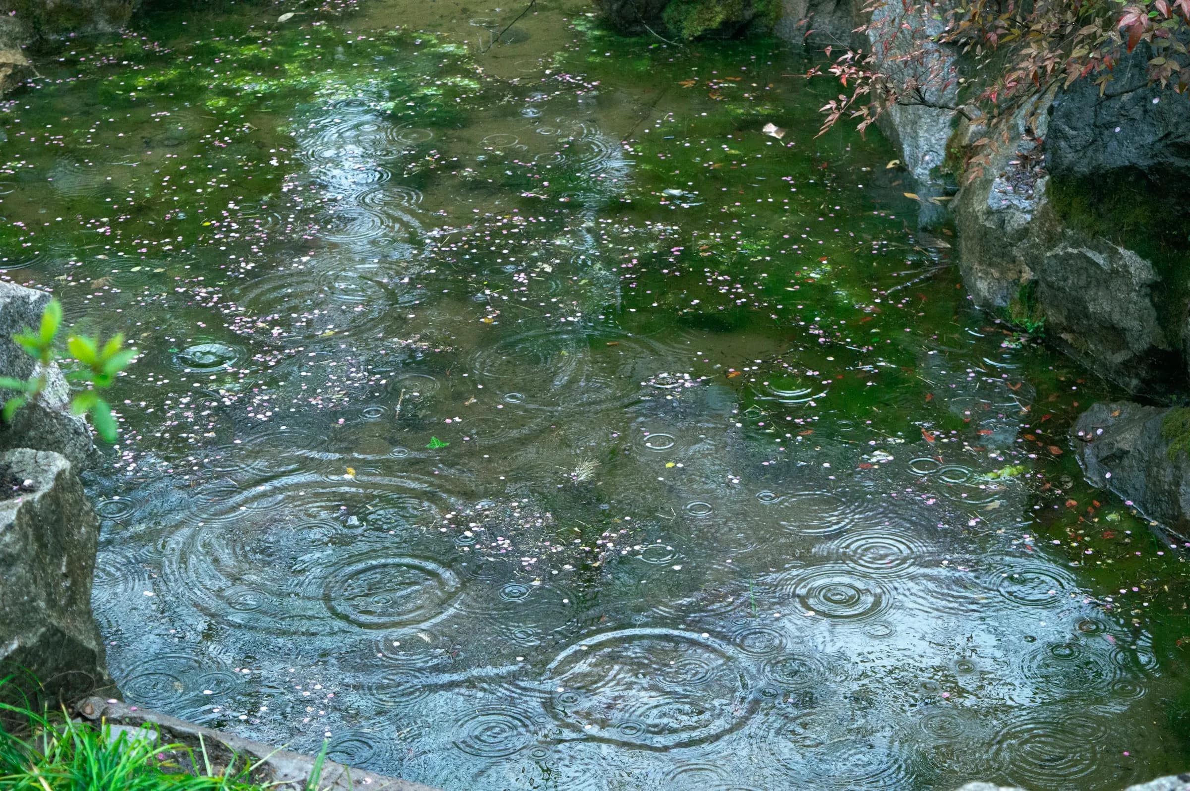 Rain falling on a shallow planted pool among rocks, the water held where it lands.
