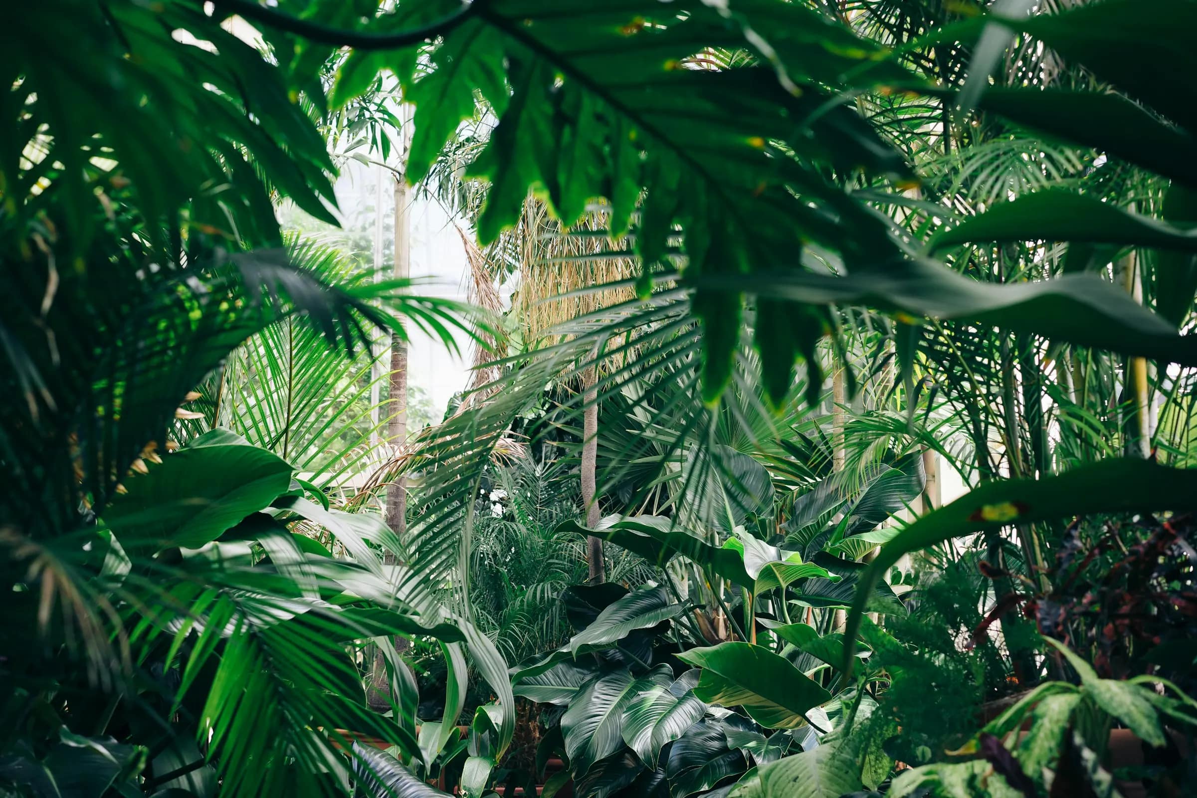 Dense, layered tropical planting: palms and broad leaves at several heights.